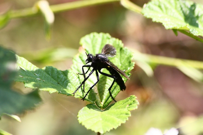 Asilidae di colore nero: Dasypogon cfr diadema